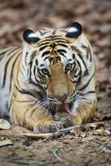 Tiger from bandhavgarh national park India
