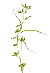 Fenugreek or Trigonella foenum-graecum. Green plant. Isolated on white background