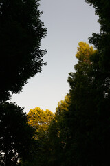 Sky among the trees in the forest