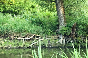 Landscape with a tree by the river on a sunny summer day.