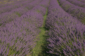 Naklejka na ściany i meble Lavender field in Provence in the summer season, France