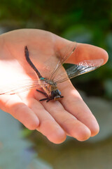 Dragonfly on the palm of a woman and the rays of the sun. Closeup of a summer insect.