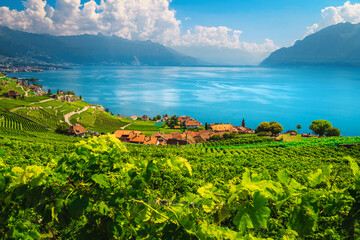 Terraced vineyards on the hill and lake Geneva in background