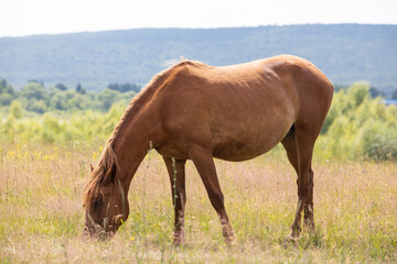 horse eats grass in the meadow