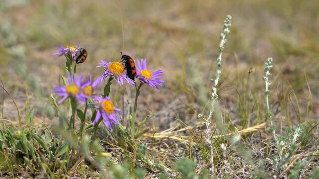 Mylabris pustulata is species of blister beetle belonging to the Meloidae family. Adults feed mainly on flowers from a wide range of plant families.