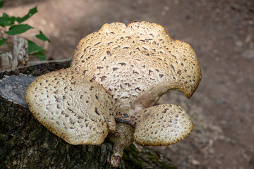 wild parasitic mushroom on a stump. texture