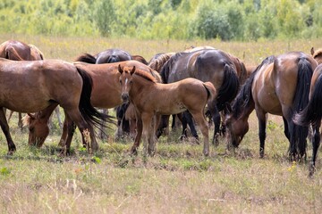 Fototapeta premium the foal in the herd showed curiosity