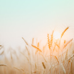 Golden wheat field with sunset background.