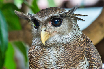 close up of an eurasian eagle owl