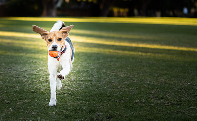Beagle walking/running towards the camera