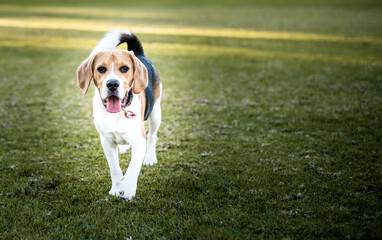 Beagle walking/running towards the camera