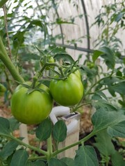 Green tomatoes grow on a branch