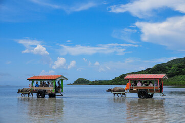 西表島の水牛車 Buffalo Cart On Iriomote Island Okinawa Wall Mural Raicho