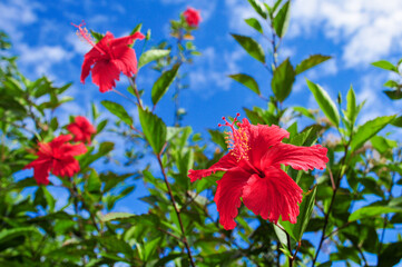 Fototapeta premium 夏の沖縄で咲くハイビスカス Hibiscus blooming in summer Okinawa