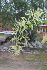 flowers in the garden