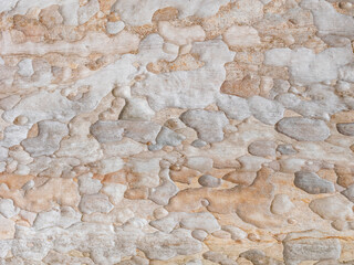 full frame bark of tree for natural background and texture