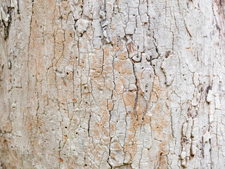 full frame bark of tree for natural background and texture