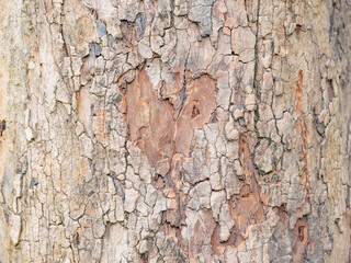 full frame bark of tree for natural background and texture, look like heart shape