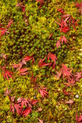 秋の庭～紅葉のじゅうたん