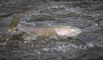 Fototapeta premium A steelhead trout hooked on a fly, fighting for freedom on the surface