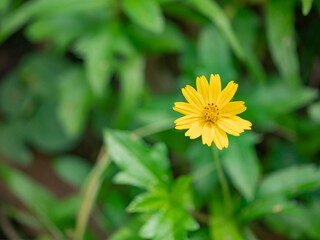 Wedelia trilobata ,Sphagneticola trilobata (Creeping daisy, Trailing daisy, Creeping ox-eye, Climbing wedelia, Rabbits paw or Singapore daisy). Blossom bright yellow flower