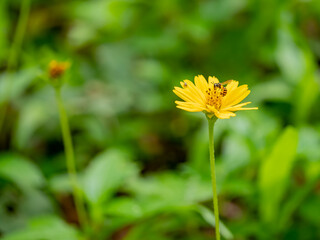 Wedelia trilobata ,Sphagneticola trilobata (Creeping daisy, Trailing daisy, Creeping ox-eye, Climbing wedelia, Rabbits paw or Singapore daisy). Blossom bright yellow flower