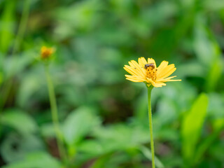 Wedelia trilobata ,Sphagneticola trilobata (Creeping daisy, Trailing daisy, Creeping ox-eye, Climbing wedelia, Rabbits paw or Singapore daisy). Blossom bright yellow flower