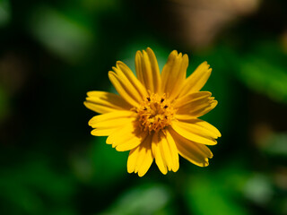 Wedelia trilobata ,Sphagneticola trilobata (Creeping daisy, Trailing daisy, Creeping ox-eye, Climbing wedelia, Rabbits paw or Singapore daisy). Blossom bright yellow flower
