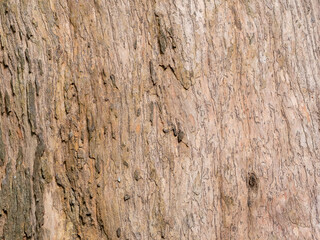 full frame bark of tree for natural background and texture