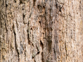 full frame bark of tree for natural background and texture