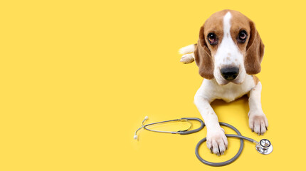 beagle dog  with stethoscope as veterinarian on yellow background in studio.