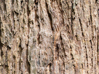 full frame bark of tree for natural background and texture
