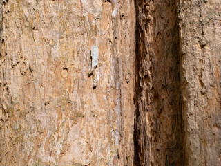 full frame bark of tree for natural background and texture