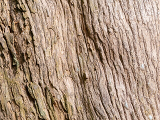 full frame bark of tree for natural background and texture