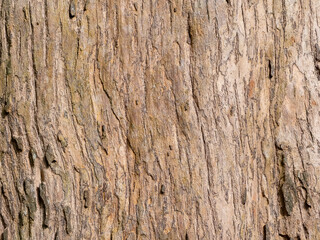 full frame bark of tree for natural background and texture