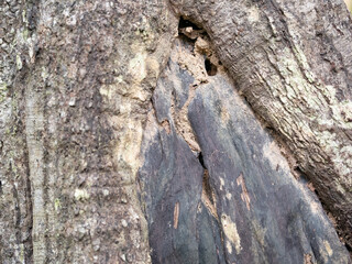 full frame bark of tree full frame bark of tree with termite walkway for natural background and texture for natural background and texture