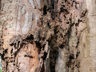 full frame bark of tree with termite walkway for natural background and texture