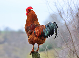 cock on the fence