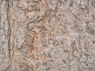 full frame bark of tree for natural background and texture