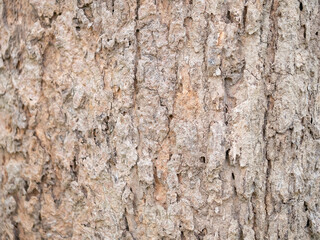 full frame bark of tree for natural background and texture