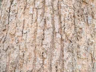 full frame bark of tree for natural background and texture