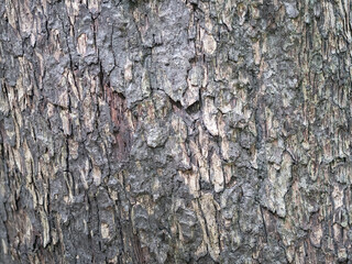 Fototapeta premium full frame bark of tree for natural background and texture