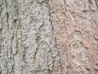 full frame bark of tree for natural background and texture