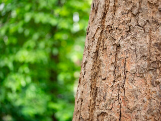 Obraz premium full frame bark of tree with bokeh for natural background and texture
