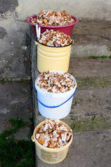 A lot of mushrooms in buckets collected