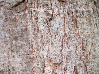 full frame bark of tree for natural background and texture