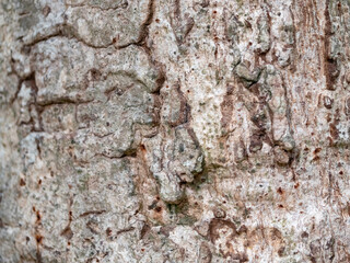 full frame bark of tree for natural background and texture