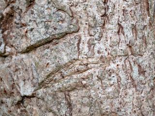 full frame bark of tree for natural background and texture