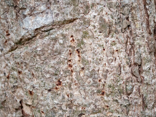 full frame bark of tree for natural background and texture