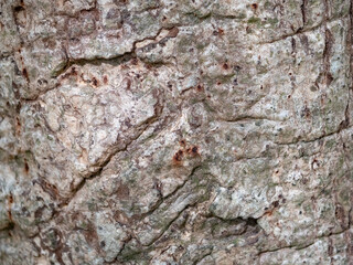 full frame bark of tree for natural background and texture